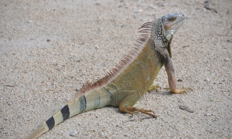 Обои природа, песок, ящерица, рептилия, игуана, nature, sand, lizard, reptile, iguana разрешение 4288x2848 Загрузить