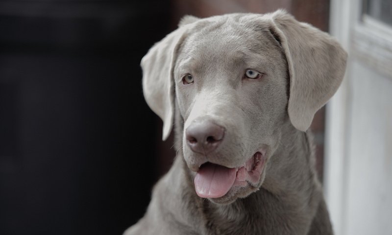 Обои мордочка, взгляд, собака, друг, язык, веймаранер, muzzle, look, dog, each, language, the weimaraner разрешение 1920x1200 Загрузить