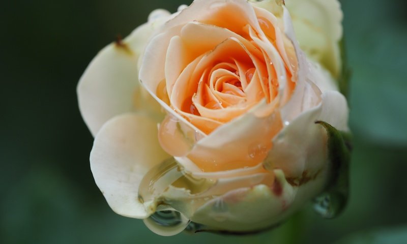 Обои цветок, капли, роза, лепестки, крупным планом, flower, drops, rose, petals, closeup разрешение 4608x3456 Загрузить