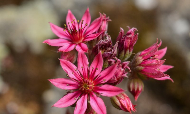 Обои цветы, бутоны, лепестки, розовые, очиток, sempervivum, молодило, flowers, buds, petals, pink, stonecrop разрешение 3840x2160 Загрузить