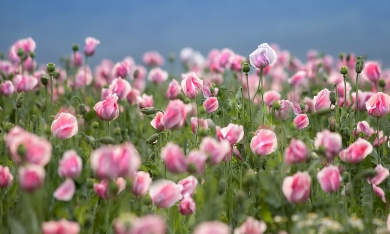 Обои цветы, природа, лепестки, маки, розовые, flowers, nature, petals, maki, pink разрешение 3600x2400 Загрузить