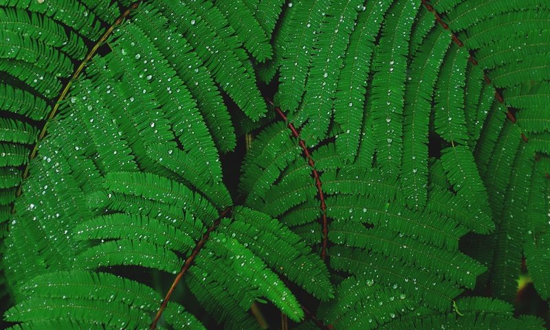 Обои листья, капли, растение, капли воды, мимоза, leaves, drops, plant, water drops, mimosa разрешение 4896x3264 Загрузить