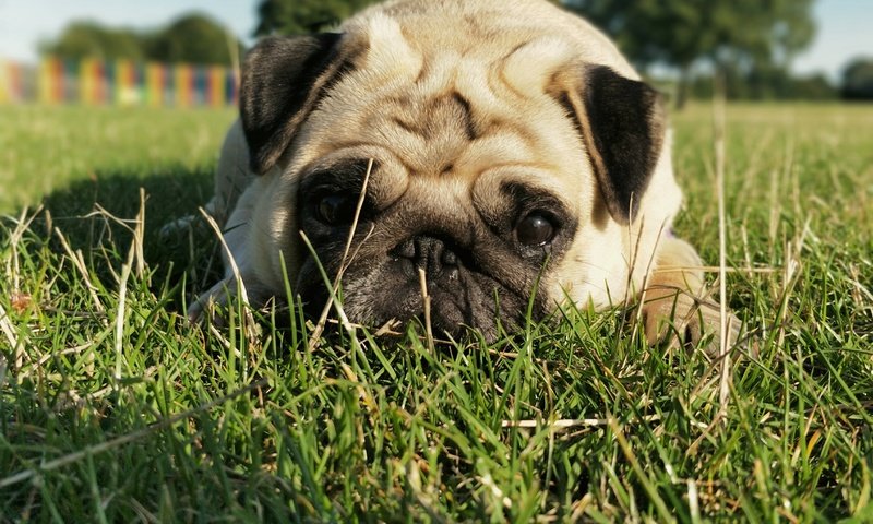 Обои трава, мордочка, взгляд, собака, мопс, grass, muzzle, look, dog, pug разрешение 4608x3456 Загрузить