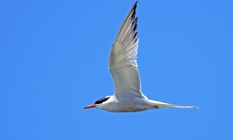 Обои небо, полет, крылья, птица, клюв, перья, крачка, the sky, flight, wings, bird, beak, feathers, tern разрешение 3537x2358 Загрузить