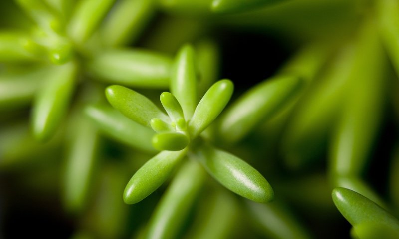 Обои растения, листья, крупным планом, plants, leaves, closeup разрешение 4368x2912 Загрузить