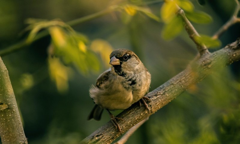 Обои ветка, размытость, птица, воробей, branch, blur, bird, sparrow разрешение 5184x3456 Загрузить