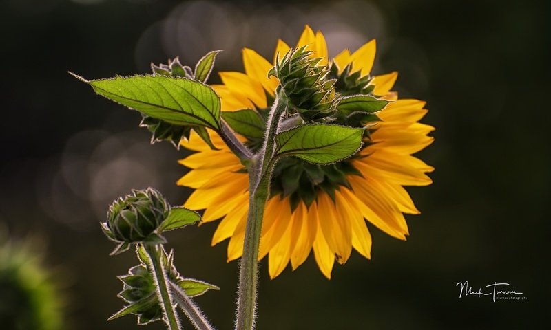 Обои природа, лепестки, подсолнух, подсолнухи, желтые, nature, petals, sunflower, sunflowers, yellow разрешение 2048x1165 Загрузить