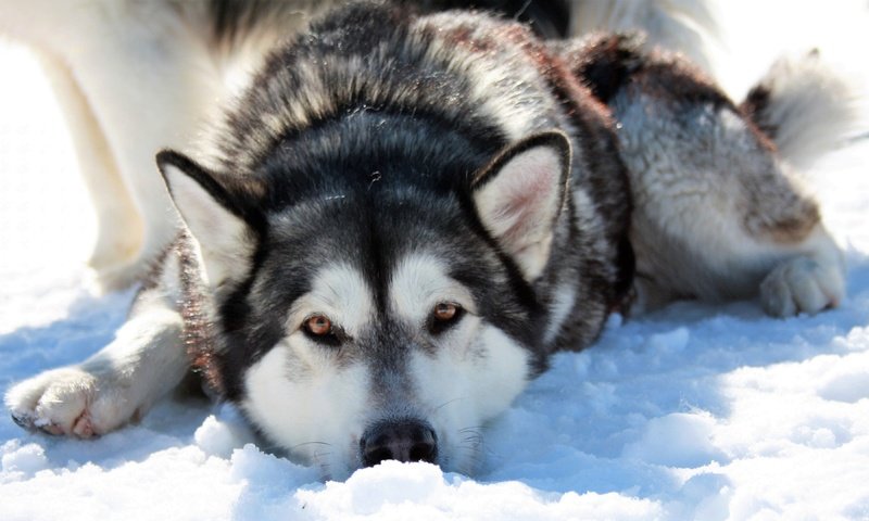 Обои снег, зима, мордочка, взгляд, собака, хаски, сибирская хаски, cобака, snow, winter, muzzle, look, dog, husky, siberian husky разрешение 3840x2160 Загрузить
