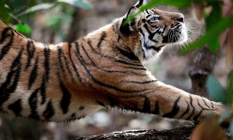 Обои тигр, природа, хищник, большая кошка, tiger, nature, predator, big cat разрешение 1920x1080 Загрузить