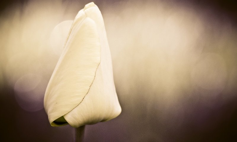 Обои цветок, лепестки, бутон, тюльпан, боке, цветок .тюльпан, flower, petals, bud, tulip, bokeh, flower .tulip разрешение 3840x2160 Загрузить