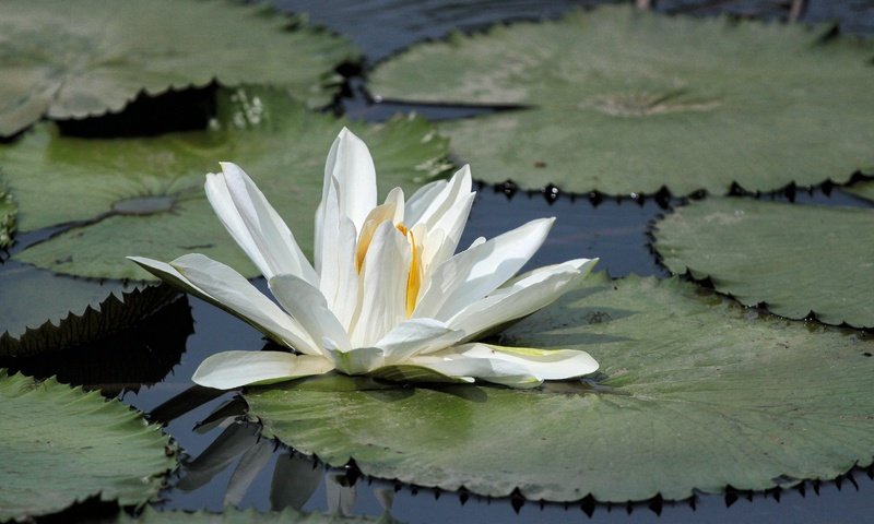 Обои озеро, листья, цветок, лепестки, кувшинка, водяная лилия, lake, leaves, flower, petals, lily, water lily разрешение 4752x3168 Загрузить