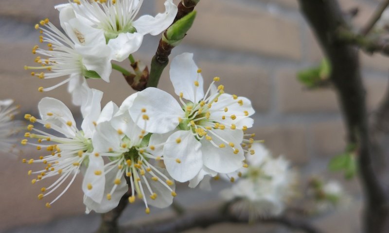 Обои цветы, ветка, дерево, цветение, весна, flowers, branch, tree, flowering, spring разрешение 4000x2664 Загрузить