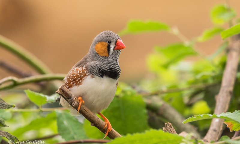 Обои листья, ветки, птица, клюв, перья, зебровая амадина, амадина, lynn griffiths, zebra finch, leaves, branches, bird, beak, feathers, the finch, amadina разрешение 4277x2855 Загрузить