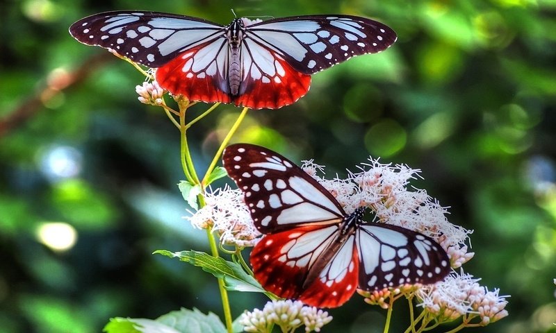 Обои цветы, крылья, насекомые, размытость, бабочки, flowers, wings, insects, blur, butterfly разрешение 1920x1080 Загрузить