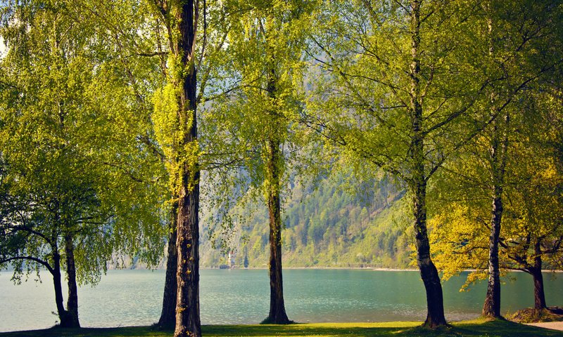 Обои деревья, озеро, природа, березы, швейцария, весна, trees, lake, nature, birch, switzerland, spring разрешение 2560x1600 Загрузить
