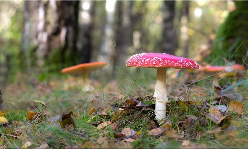 Обои трава, лес, грибы, боке, мухоморы, grass, forest, mushrooms, bokeh, amanita разрешение 2048x1152 Загрузить