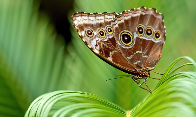 Обои листья, насекомое, бабочка, крылья, растение, leaves, insect, butterfly, wings, plant разрешение 2048x1365 Загрузить