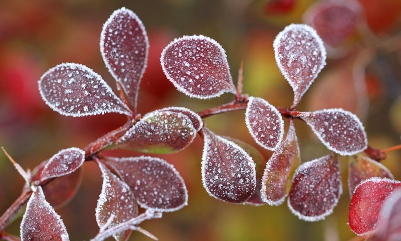 Обои ветка, листья, мороз, иней, осень, боке, барбарис, branch, leaves, frost, autumn, bokeh, barberry разрешение 2048x1366 Загрузить