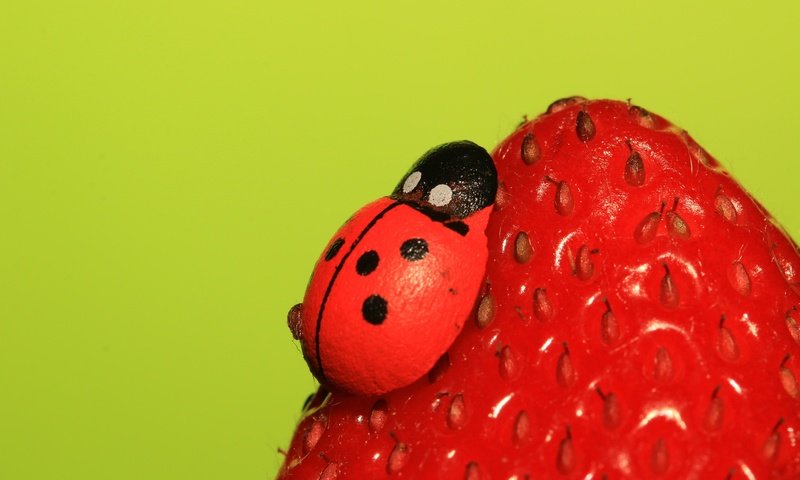 Обои насекомое, ягода, клубника, божья коровка, insect, berry, strawberry, ladybug разрешение 2048x1365 Загрузить