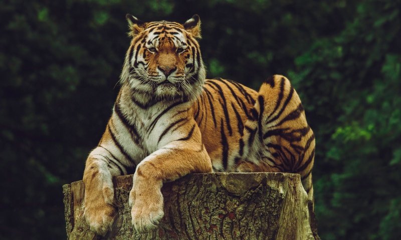 Обои тигр, морда, взгляд, хищник, большая кошка, дикая кошка, амурский тигр, tiger, face, look, predator, big cat, wild cat, the amur tiger разрешение 4932x3288 Загрузить