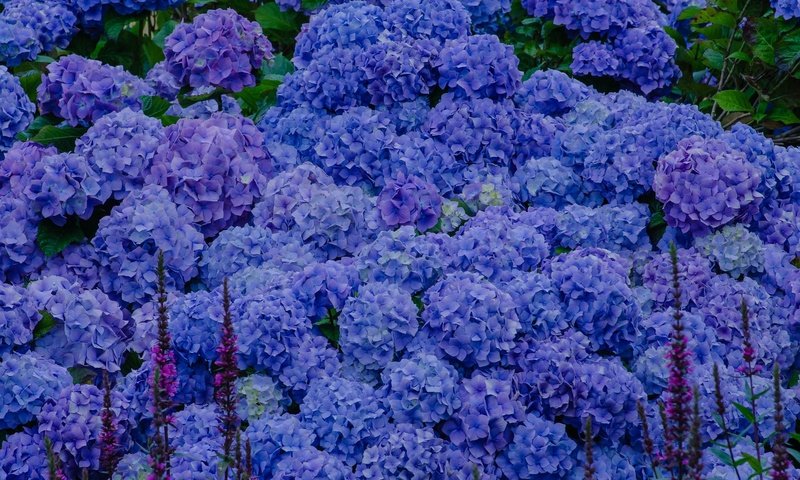 Обои цветы, голубые, соцветия, гортензия, flowers, blue, inflorescence, hydrangea разрешение 2048x1340 Загрузить