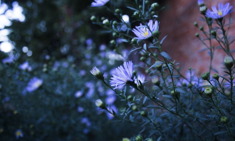 Обои цветы, природа, лепестки, стебли, голубые, астра татарская, flowers, nature, petals, stems, blue, astra tatar разрешение 4272x2848 Загрузить
