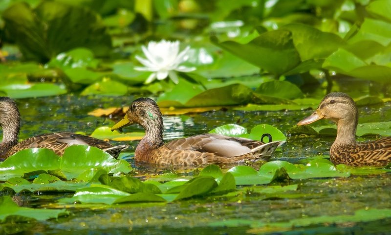 Обои цветы, кряква, вода, листья, птицы, пруд, лилии, утки, кувшинки, flowers, mallard, water, leaves, birds, pond, lily, duck, water lilies разрешение 2500x1100 Загрузить