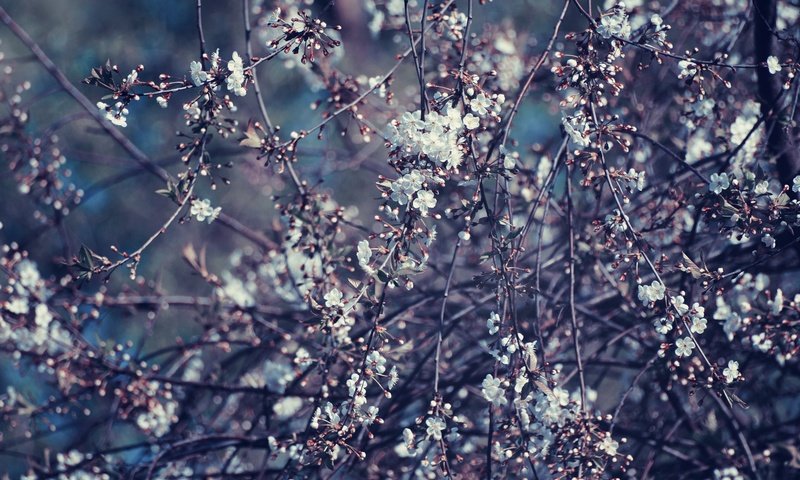 Обои дерево, цветение, ветки, весна, вишня, tree, flowering, branches, spring, cherry разрешение 6000x4000 Загрузить