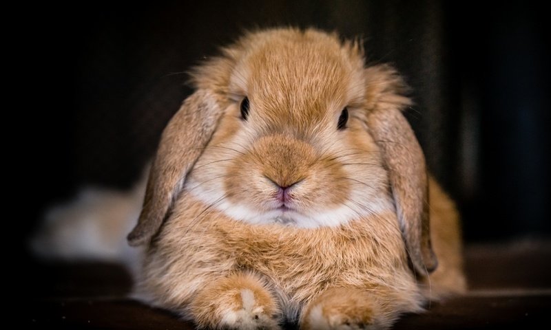 Обои фон, мордочка, взгляд, кролик, background, muzzle, look, rabbit разрешение 2880x1800 Загрузить