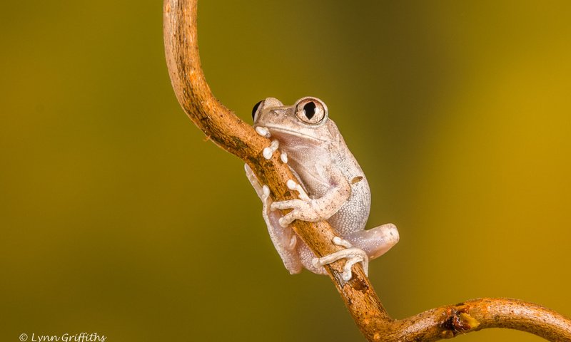 Обои глаза, ветка, природа, фон, лягушка, лапки, lynn griffiths, eyes, branch, nature, background, frog, legs разрешение 2922x1948 Загрузить