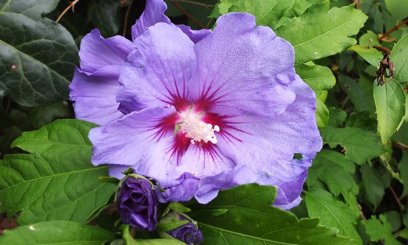 Обои листья, макро, цветок, лепестки, гибискус, leaves, macro, flower, petals, hibiscus разрешение 3319x2490 Загрузить