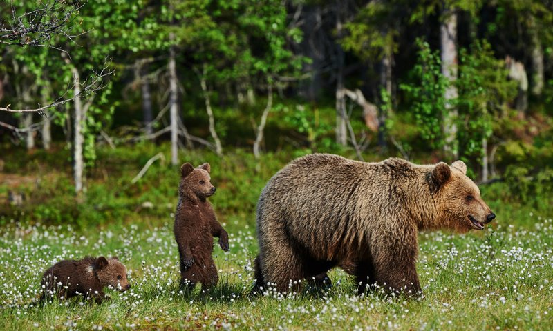 Обои трава, природа, полевые цветы, медведи, медведица, медвежата, grass, nature, wildflowers, bears, bear разрешение 4200x2795 Загрузить