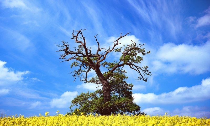 Обои небо, цветы, облака, дерево, весна, рапс, the sky, flowers, clouds, tree, spring, rape разрешение 2048x1365 Загрузить