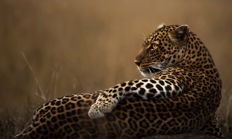 Обои поза, взгляд, леопард, хищник, профиль, животное, лапа, дикая кошка, pose, look, leopard, predator, profile, animal, paw, wild cat разрешение 2048x1269 Загрузить