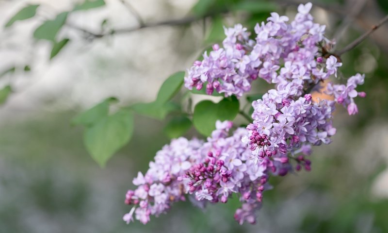 Обои ветка, цветение, весна, сирень, сирени, branch, flowering, spring, lilac разрешение 2048x1365 Загрузить