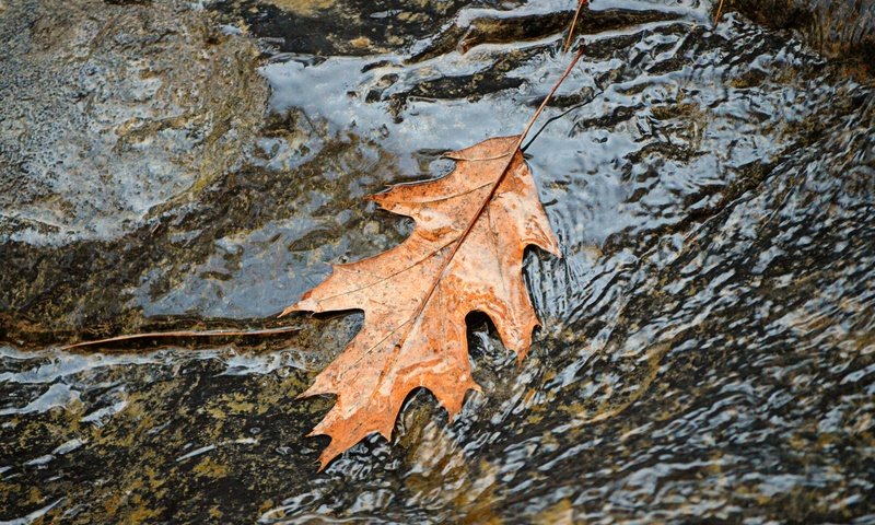 Обои вода, природа, осень, поток, лист, листик, осенний лист, water, nature, autumn, stream, sheet, leaf разрешение 4000x2649 Загрузить