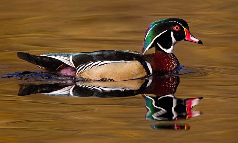 Обои вода, отражение, птица, клюв, перья, утка, каролинская утка, water, reflection, bird, beak, feathers, duck, wood duck разрешение 2048x1152 Загрузить