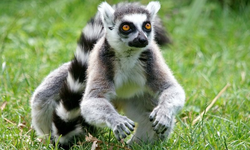 Обои трава, мордочка, взгляд, луг, хвост, лемур, кошачий лемур, grass, muzzle, look, meadow, tail, lemur, a ring-tailed lemur разрешение 2048x1365 Загрузить