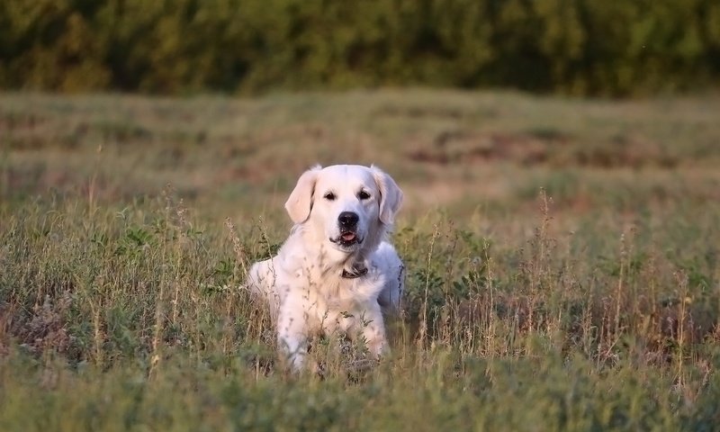 Обои трава, мордочка, взгляд, собака, золотистый ретривер, grass, muzzle, look, dog, golden retriever разрешение 1920x1280 Загрузить