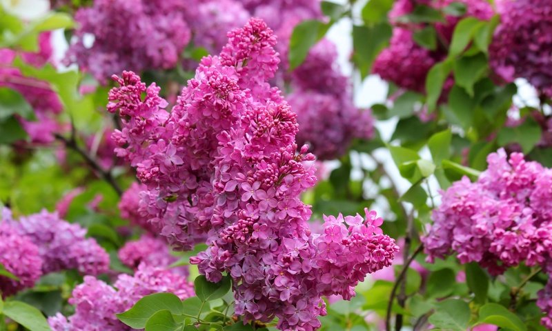 Обои природа, цветение, весна, сирень, nature, flowering, spring, lilac разрешение 5184x3456 Загрузить