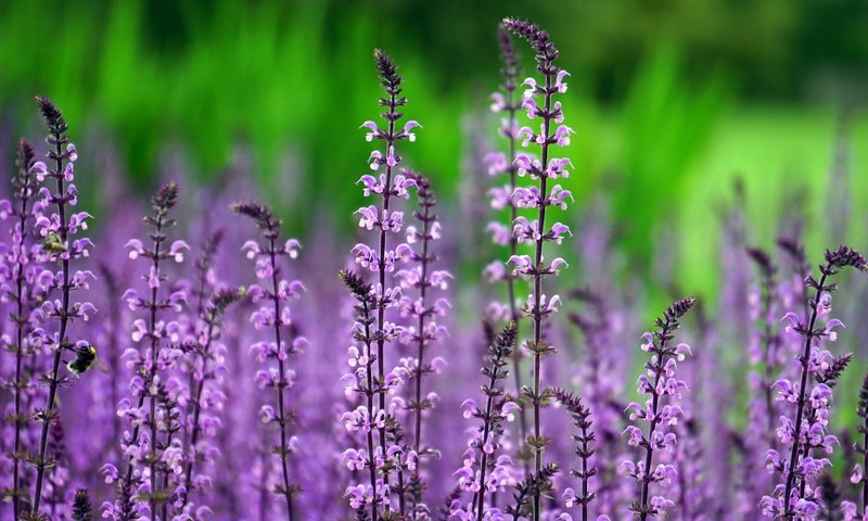 Обои цветы, стебли, полевые цветы, шалфей, flowers, stems, wildflowers, sage разрешение 6000x3376 Загрузить