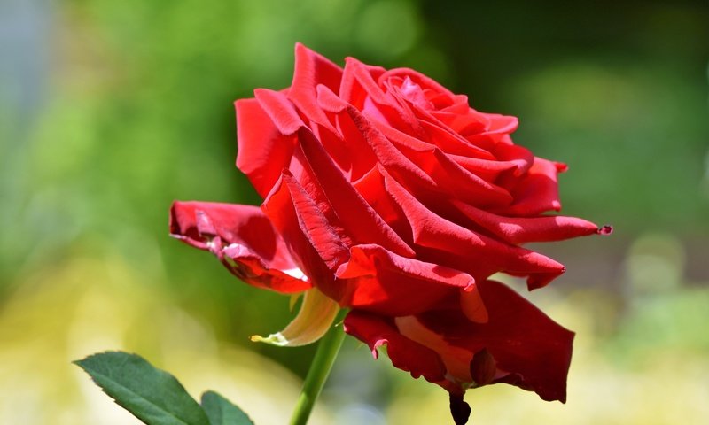 Обои природа, цветение, цветок, роза, красный, лепесток, nature, flowering, flower, rose, red, petal разрешение 4902x3378 Загрузить