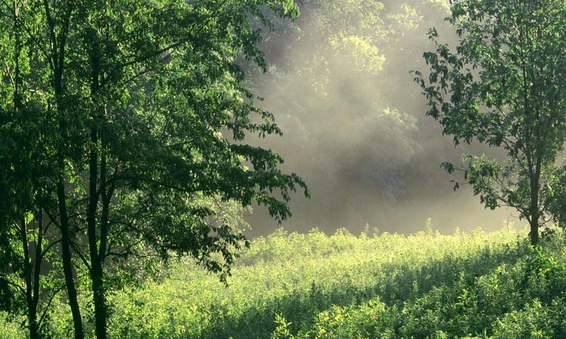 Обои трава, восход, природа, зелень, лес, лето, поляна, grass, sunrise, nature, greens, forest, summer, glade разрешение 1932x1208 Загрузить