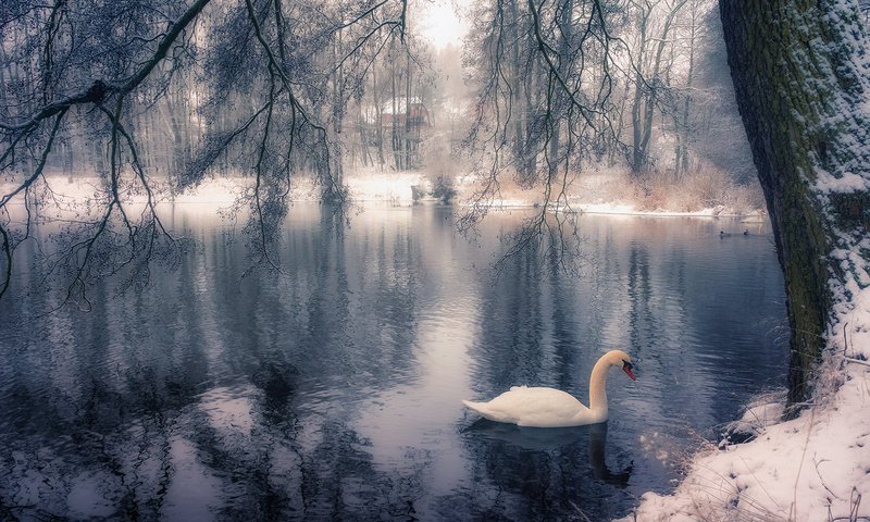 Обои озеро, дерево, зима, парк, ветки, птица, лебедь, lake, tree, winter, park, branches, bird, swan разрешение 1920x1200 Загрузить