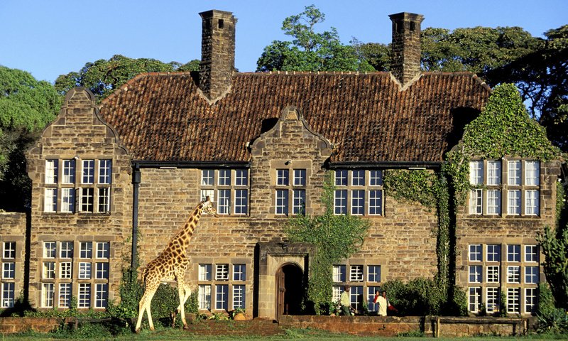 Обои дом, здание, жираф, house, the building, giraffe разрешение 1920x1080 Загрузить