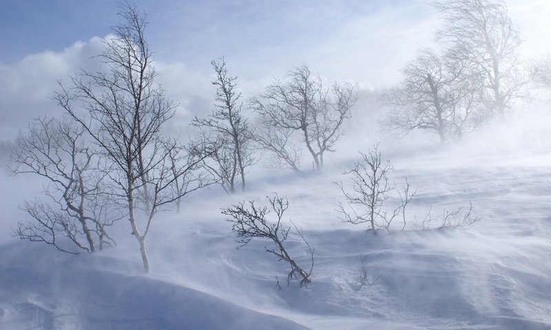 Обои деревья, снег, зима, trees, snow, winter разрешение 1920x1200 Загрузить