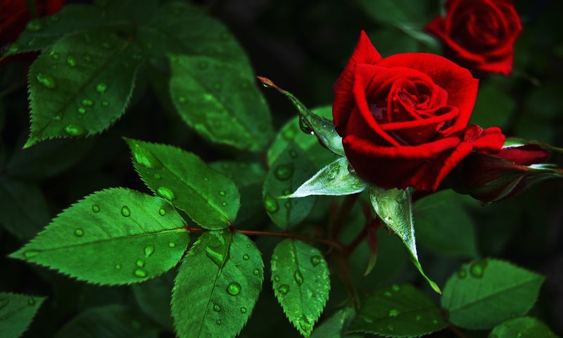 Обои бутоны, цветок, капли, роза, красная, куст, buds, flower, drops, rose, red, bush разрешение 2879x1915 Загрузить