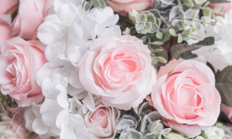 Обои цветы, бутоны, розы, лепестки, розовые, белые, flowers, buds, roses, petals, pink, white разрешение 6000x4002 Загрузить