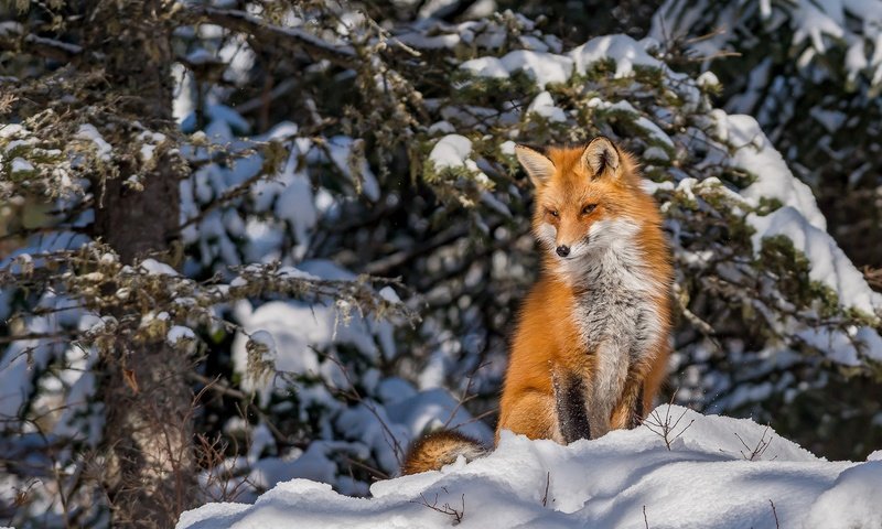 Обои снег, лес, зима, лиса, snow, forest, winter, fox разрешение 2046x1361 Загрузить