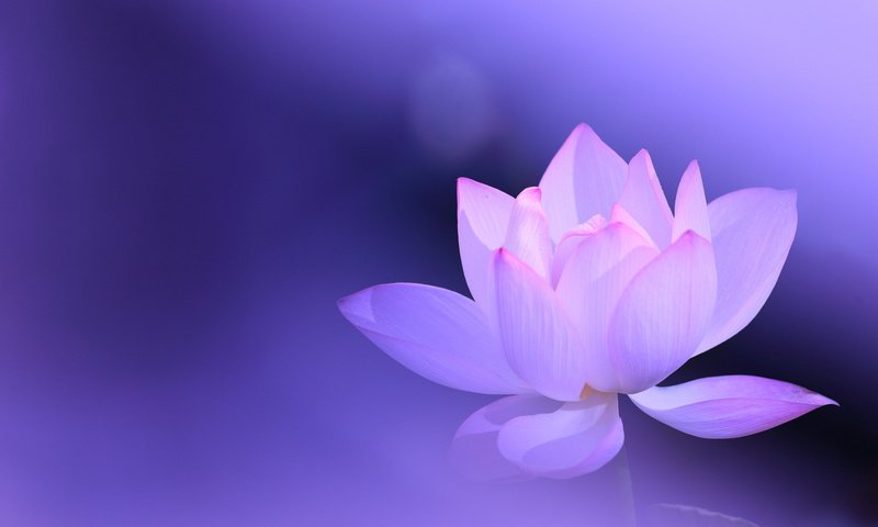 Обои фон, цветок, лотос, розовый, сиреневый, background, flower, lotus, pink, lilac разрешение 2112x1188 Загрузить